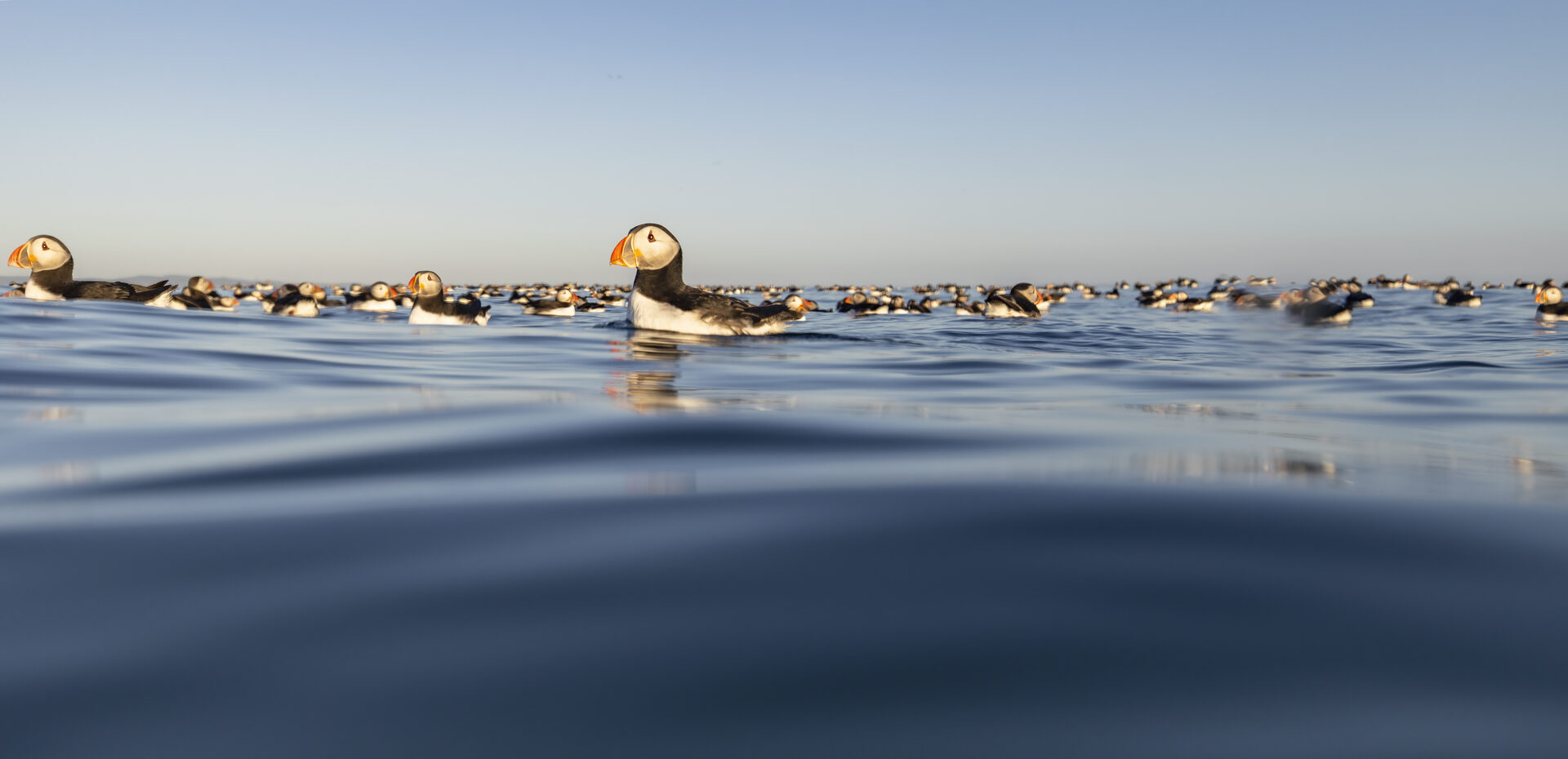 Puffin raft, Farne Islands